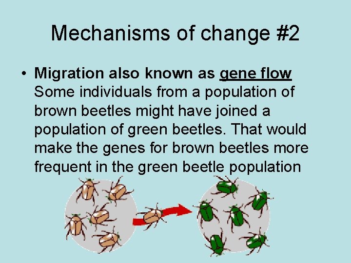 Mechanisms of change #2 • Migration also known as gene flow Some individuals from