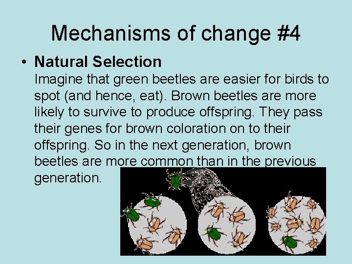 Mechanisms of change #4 • Natural Selection Imagine that green beetles are easier for