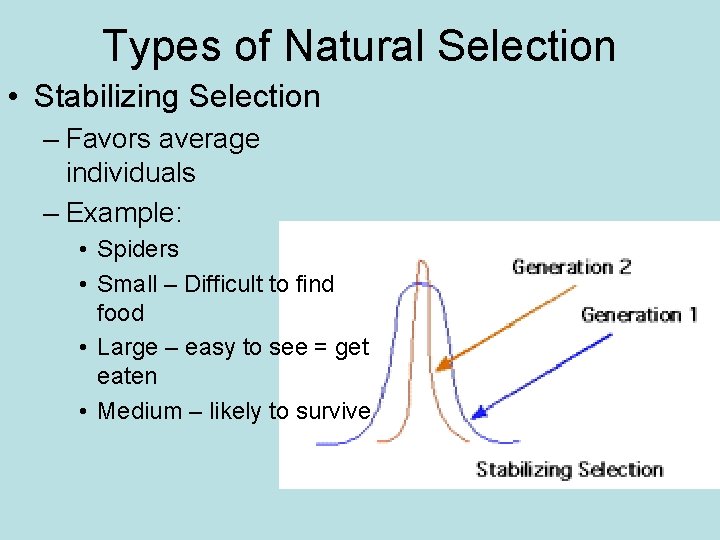 Types of Natural Selection • Stabilizing Selection – Favors average individuals – Example: •