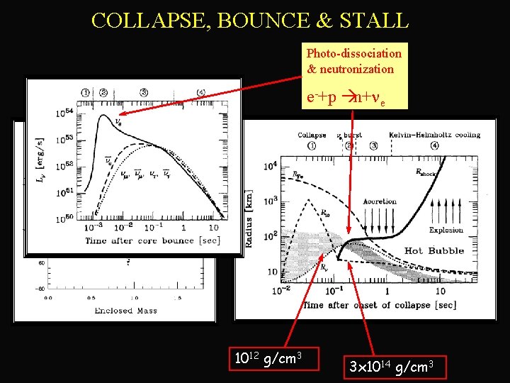 COLLAPSE, BOUNCE & STALL Photo-dissociation & neutronization e-+p àn+ne +0. 2 ms -0. 5