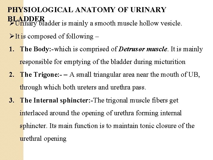 PHYSIOLOGICAL ANATOMY OF URINARY BLADDER ØUrinary bladder is mainly a smooth muscle hollow vesicle.