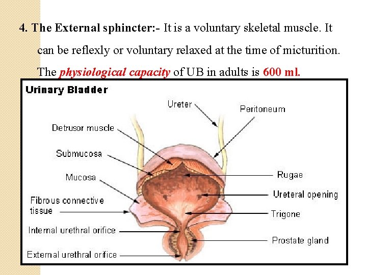 4. The External sphincter: - It is a voluntary skeletal muscle. It can be