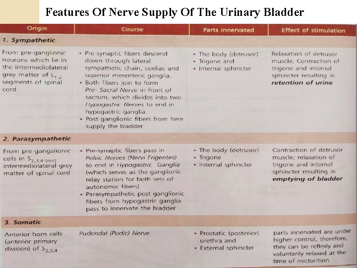 Features Of Nerve Supply Of The Urinary Bladder 