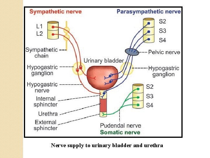 Nerve supply to urinary bladder and urethra 