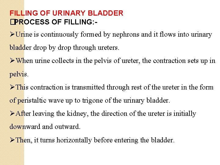 FILLING OF URINARY BLADDER �PROCESS OF FILLING: - ØUrine is continuously formed by nephrons