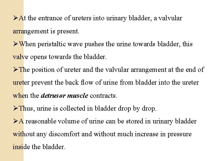 ØAt the entrance of ureters into urinary bladder, a valvular arrangement is present. ØWhen
