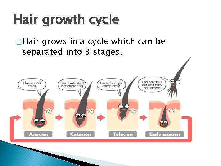 Hair growth cycle � Hair grows in a cycle which can be separated into