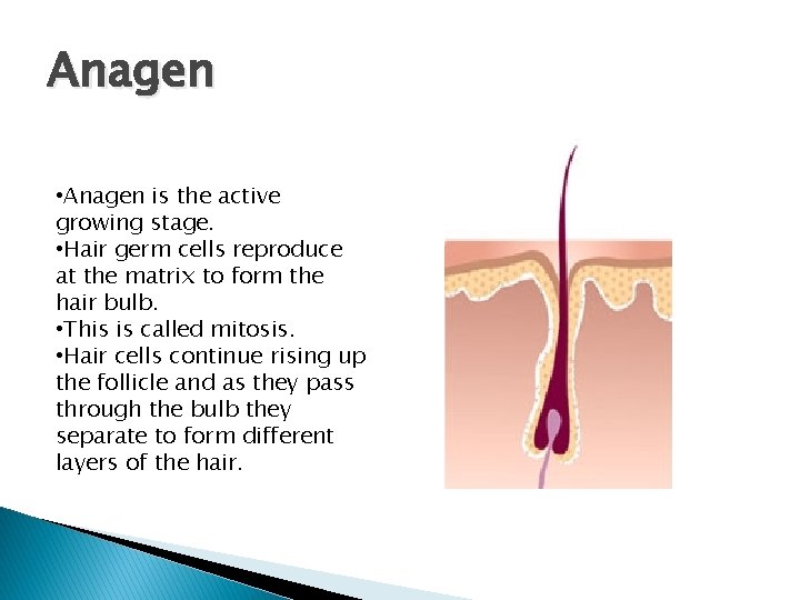 Anagen • Anagen is the active growing stage. • Hair germ cells reproduce at