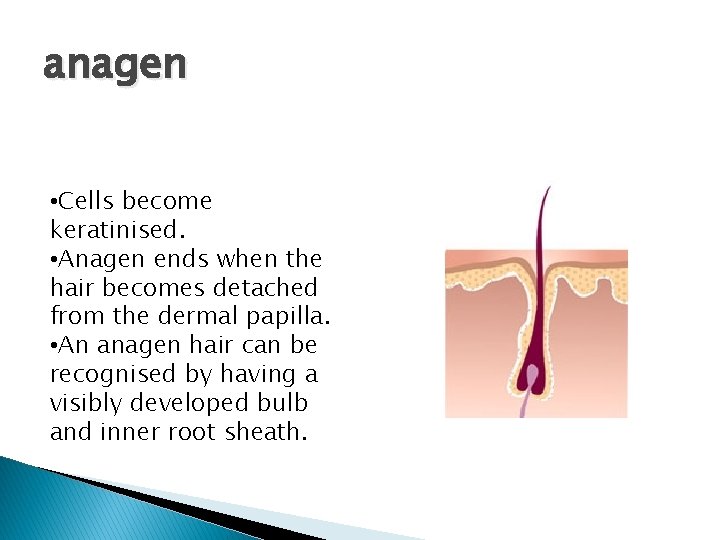 anagen • Cells become keratinised. • Anagen ends when the hair becomes detached from