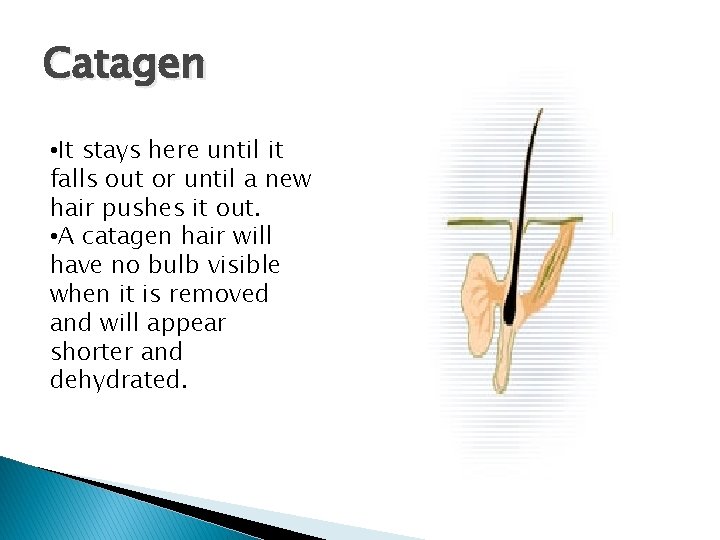 Catagen • It stays here until it falls out or until a new hair