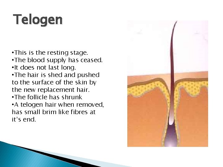 Telogen • This is the resting stage. • The blood supply has ceased. •