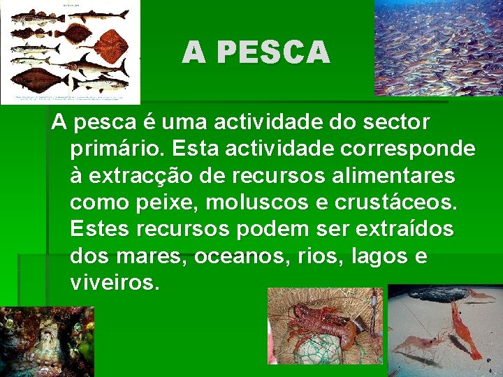 A PESCA A pesca é uma actividade do sector primário. Esta actividade corresponde à