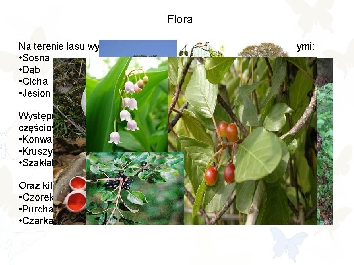 Flora Na terenie lasu występuje 18 gatunków drzew. Są to między innymi: • Sosna