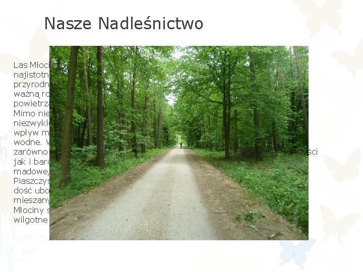 Nasze Nadleśnictwo Las Młociny uznawany jest za jeden z najistotniejszych elementów systemu przyrodniczego Warszawy.