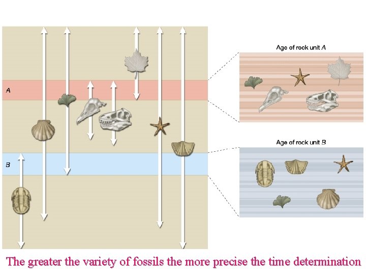 The greater the variety of fossils the more precise the time determination 