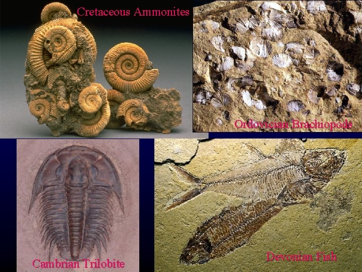 Cretaceous Ammonites Ordovician Brachiopods Cambrian Trilobite Devonian Fish 