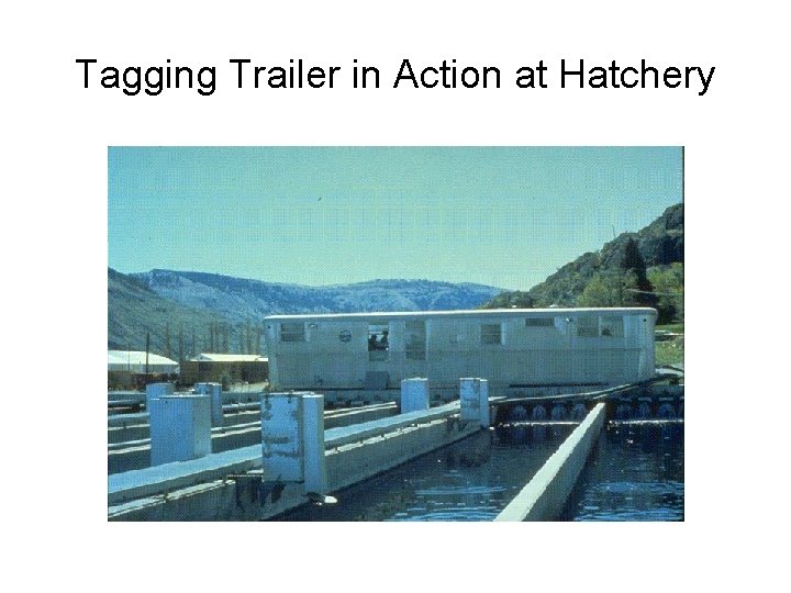 Tagging Trailer in Action at Hatchery 