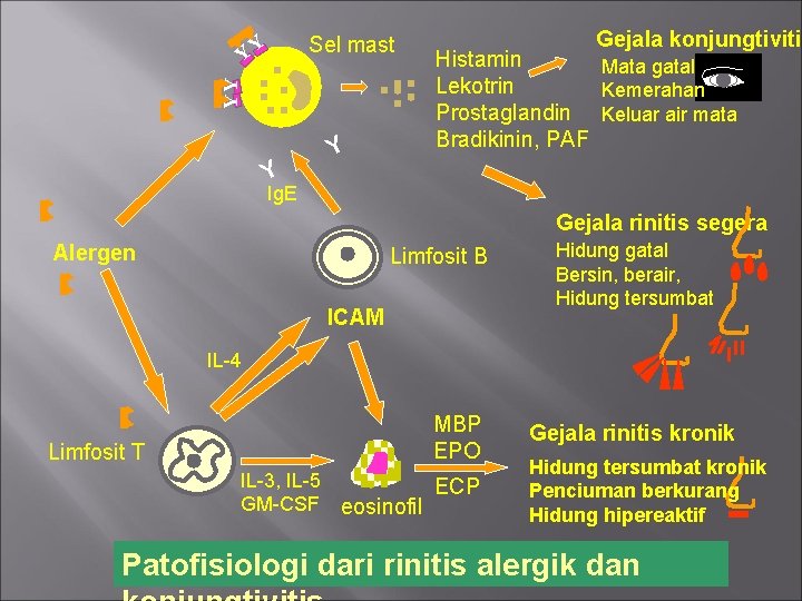 Sel mast YY YY Y Y Gejala konjungtivitis Histamin Mata gatal Lekotrin Kemerahan Prostaglandin