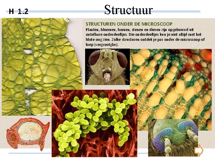 H 1. 2 Structuur STRUCTUREN ONDER DE MICROSCOOP Planten, bloemen, bomen, stenen en dieren