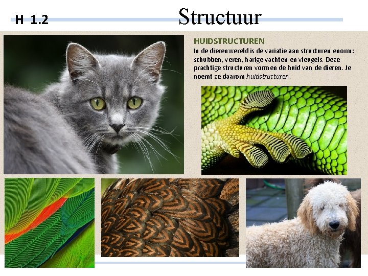 H 1. 2 Structuur HUIDSTRUCTUREN In de dierenwereld is de variatie aan structuren enorm: