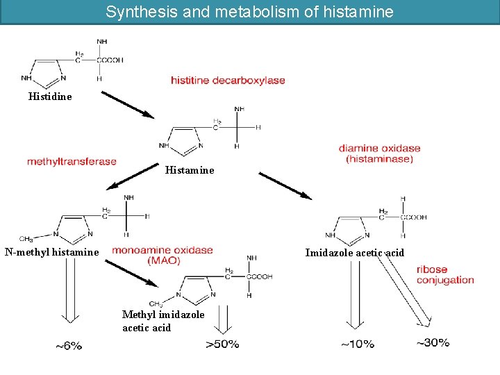 Synthesis and metabolism of histamine Histidine Histamine N-methyl histamine Imidazole acetic acid Methyl imidazole