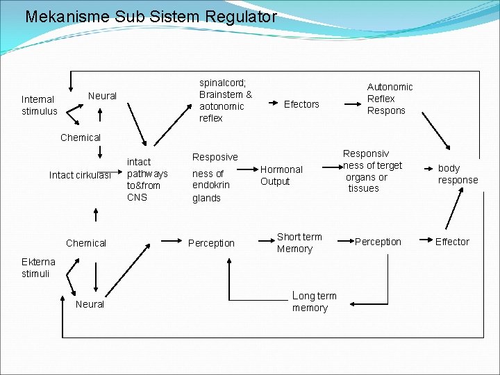 Mekanisme Sub Sistem Regulator Internal stimulus spinalcord; Brainstem & aotonomic reflex Neural Efectors Autonomic