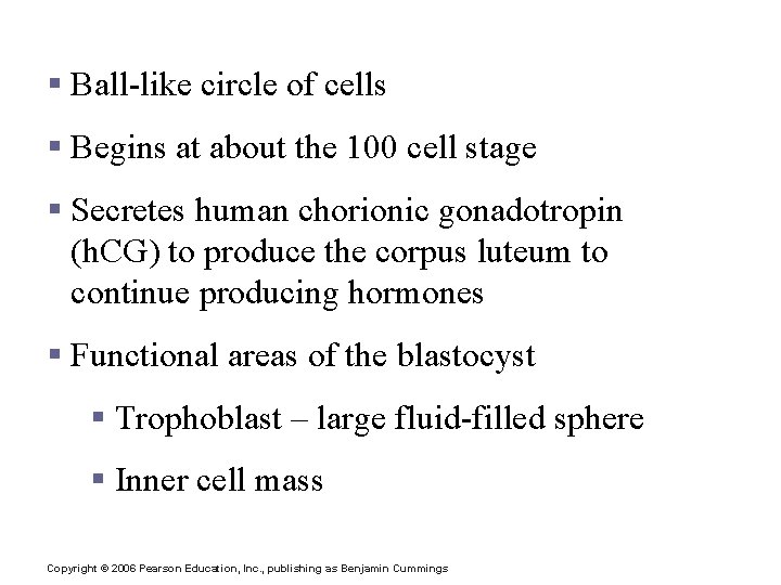The Blastocyst § Ball-like circle of cells § Begins at about the 100 cell