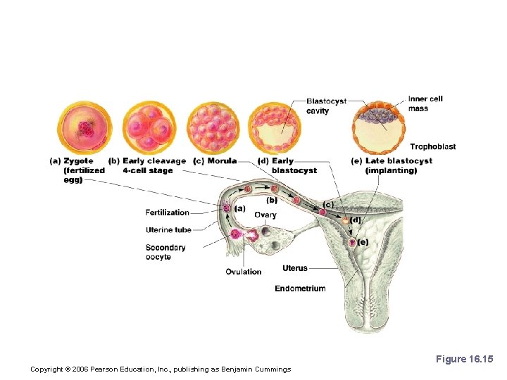 Development from Ovulation to Implantation Figure 16. 15 Copyright © 2006 Pearson Education, Inc.