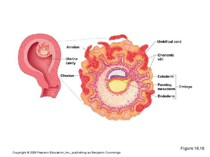 Development After Implantation Figure 16. 16 Copyright © 2006 Pearson Education, Inc. , publishing