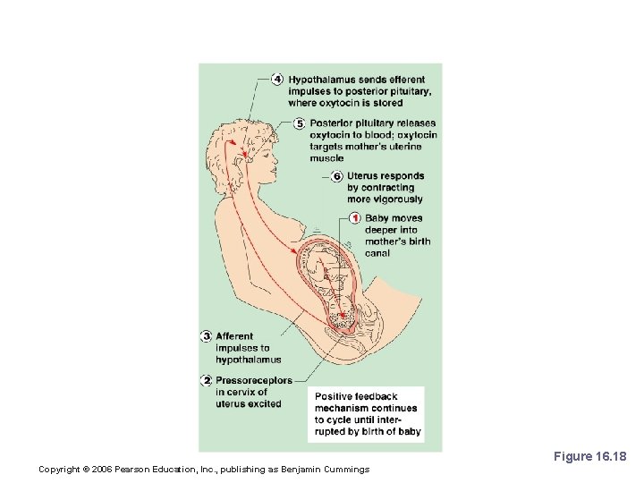 Initiation of Labor Figure 16. 18 Copyright © 2006 Pearson Education, Inc. , publishing