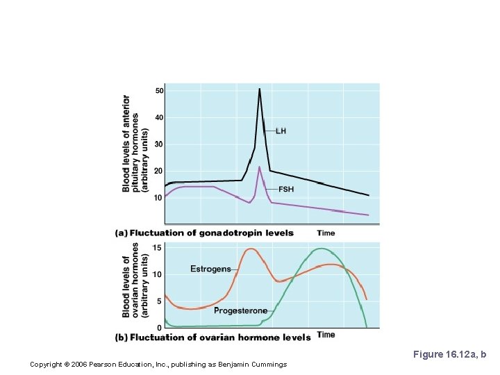 Hormonal Control of the Ovarian and Uterine Cycles Figure 16. 12 a, b Copyright