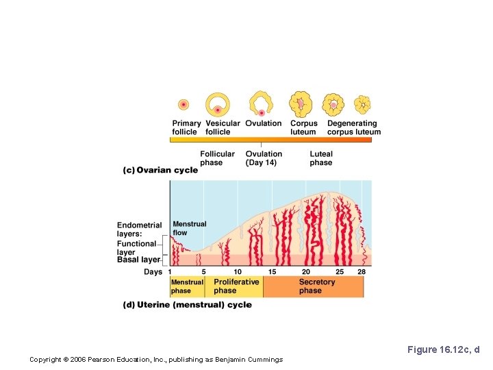 Hormonal Control of the Ovarian and Uterine Cycles Figure 16. 12 c, d Copyright