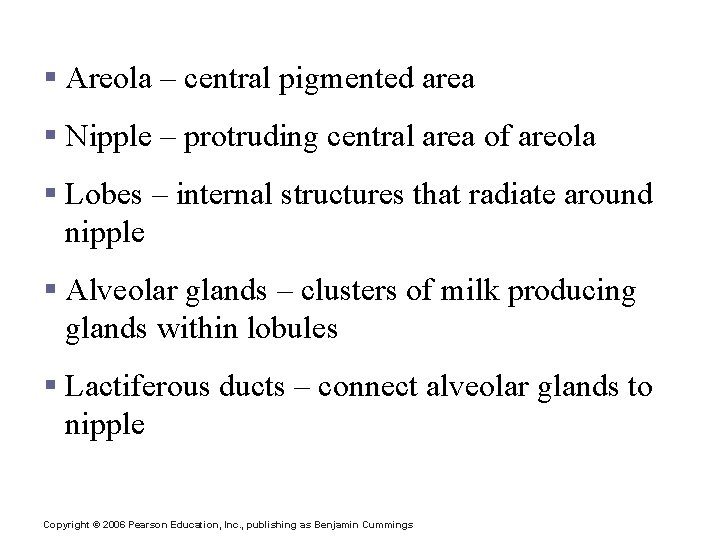 Anatomy of Mammary Glands § Areola – central pigmented area § Nipple – protruding