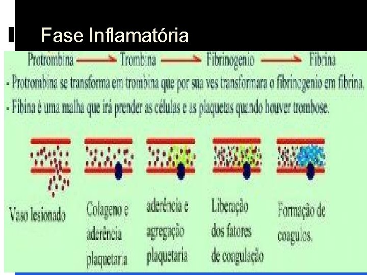 Fase Inflamatória 