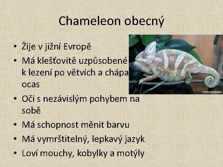 Chameleon obecný • Žije v jižní Evropě • Má klešťovitě uzpůsobené prsty k lezení
