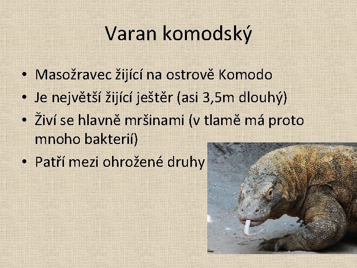 Varan komodský • Masožravec žijící na ostrově Komodo • Je největší žijící ještěr (asi