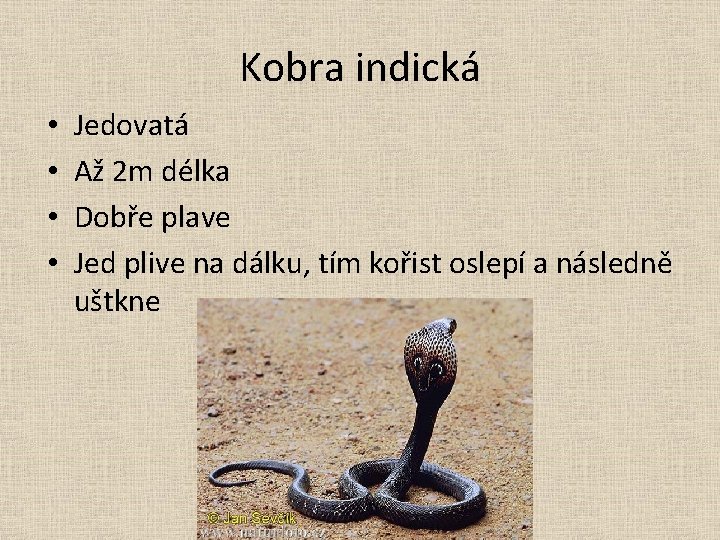 Kobra indická • • Jedovatá Až 2 m délka Dobře plave Jed plive na