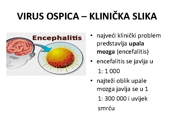 VIRUS OSPICA – KLINIČKA SLIKA • najveći klinički problem predstavlja upala mozga (encefalitis) •