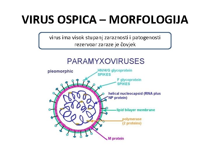 VIRUS OSPICA – MORFOLOGIJA virus ima visok stupanj zaraznosti i patogenosti rezervoar zaraze je