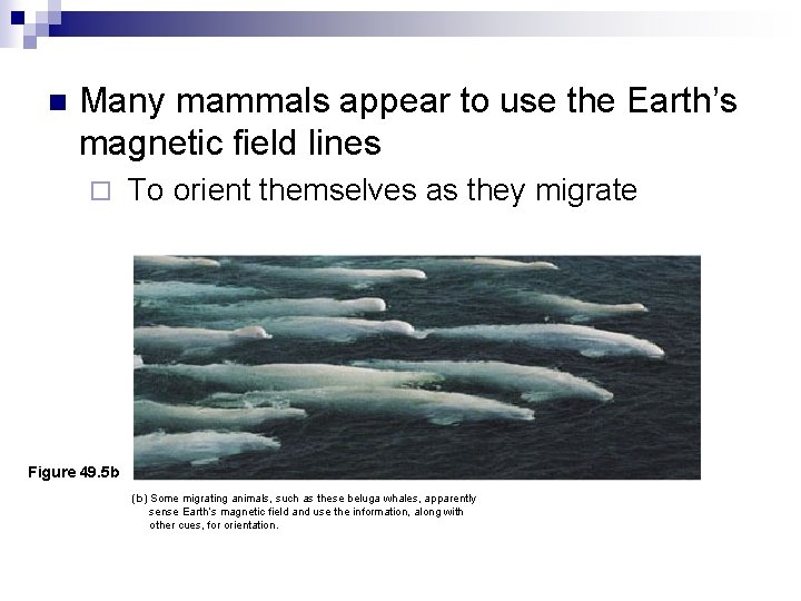 n Many mammals appear to use the Earth’s magnetic field lines ¨ To orient