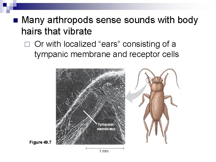 n Many arthropods sense sounds with body hairs that vibrate ¨ Or with localized