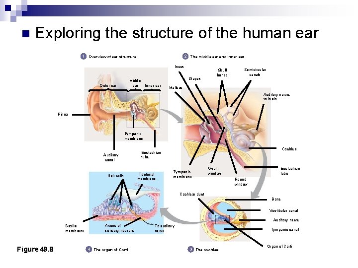 n Exploring the structure of the human ear 1 2 The middle ear and