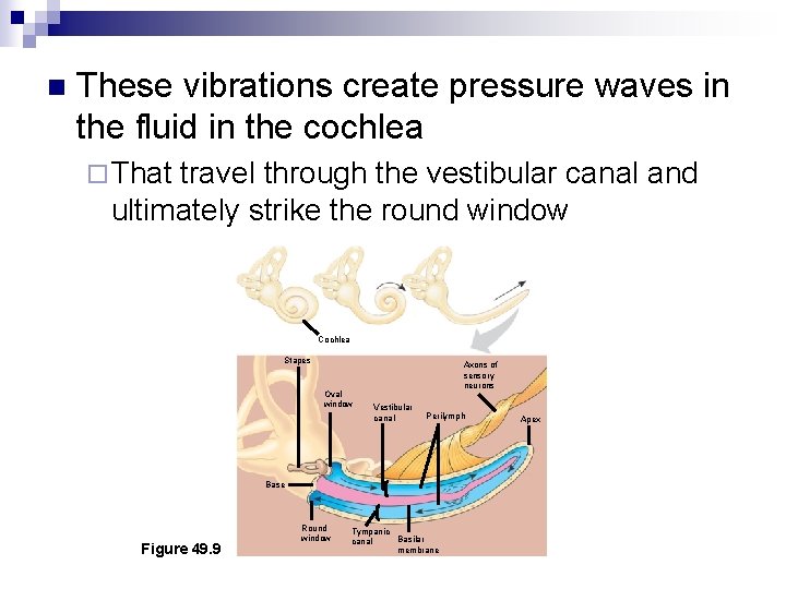 n These vibrations create pressure waves in the fluid in the cochlea ¨ That