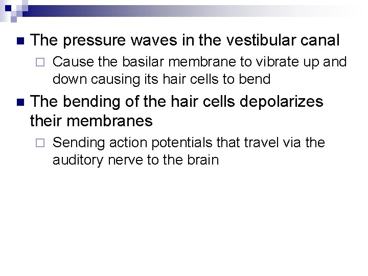 n The pressure waves in the vestibular canal ¨ n Cause the basilar membrane