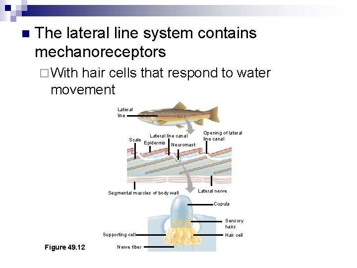 n The lateral line system contains mechanoreceptors ¨ With hair cells that respond to