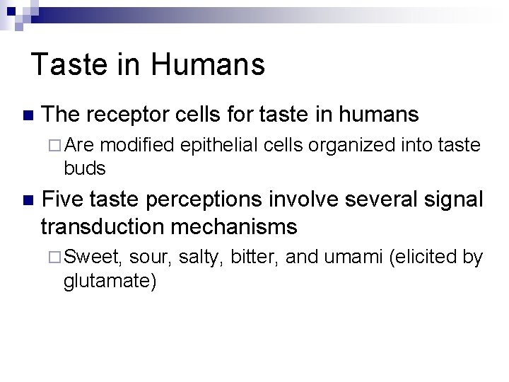 Taste in Humans n The receptor cells for taste in humans ¨ Are modified