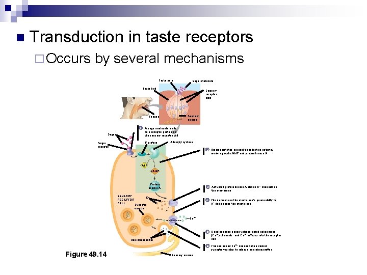 n Transduction in taste receptors ¨ Occurs by several mechanisms Taste pore Sugar molecule