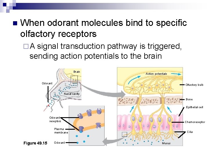 n When odorant molecules bind to specific olfactory receptors ¨A signal transduction pathway is