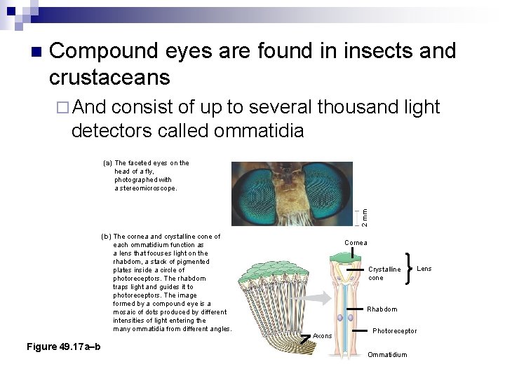 n Compound eyes are found in insects and crustaceans ¨ And consist of up