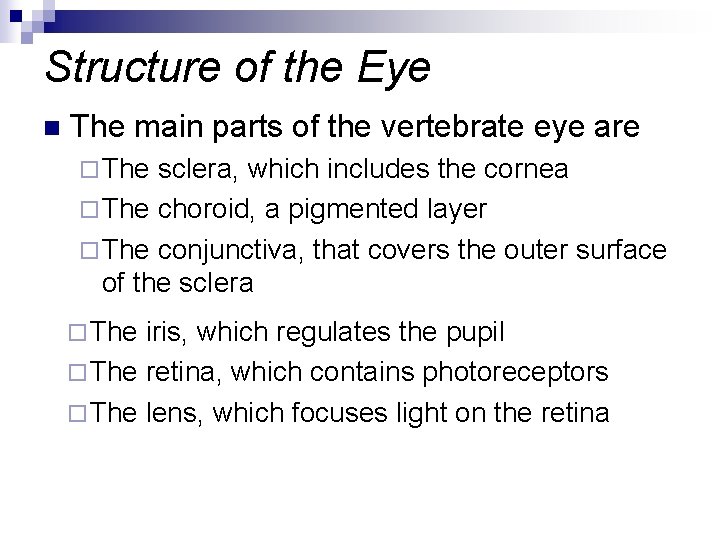 Structure of the Eye n The main parts of the vertebrate eye are ¨